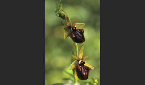 Schwarze Ragwurz (Ophrys incubacea)