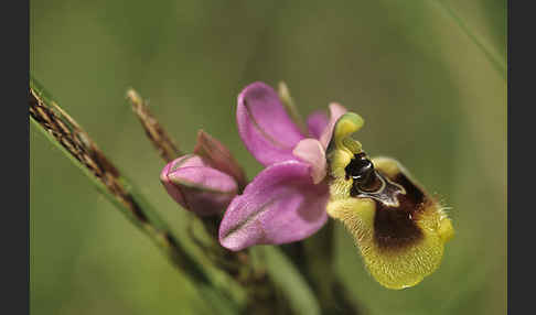 Wespen-Ragwurz (Ophrys tenthredinifera)