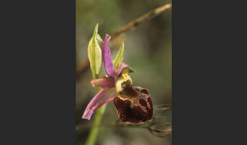 Moris' Ragwurz (Ophrys morisii)