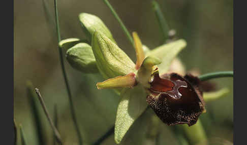 Moris' Ragwurz (Ophrys morisii)