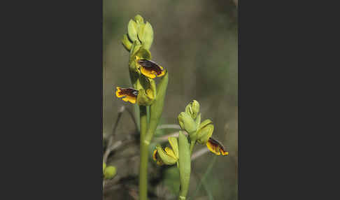 Kleine Gelbe Ragwurz (Ophrys lutea minor)