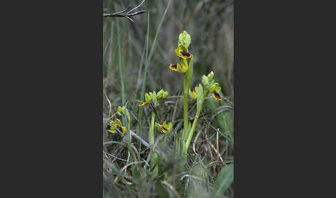 Kleine Gelbe Ragwurz (Ophrys lutea minor)