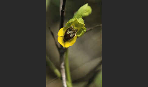 Kleine Gelbe Ragwurz (Ophrys lutea minor)