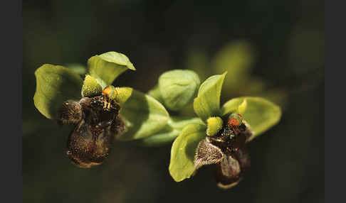 Drohnen-Ragwurz (Ophrys bombyliflora)