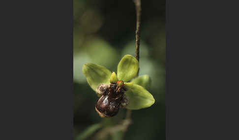 Drohnen-Ragwurz (Ophrys bombyliflora)