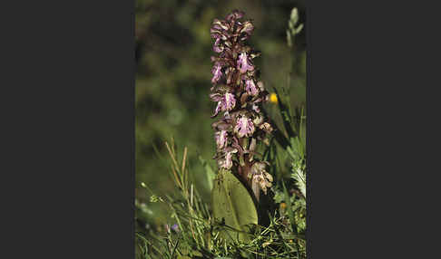 Roberts Mastorchis (Barlia robertiana)