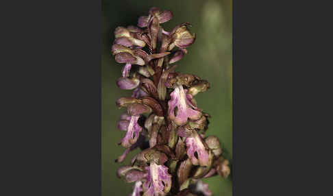 Roberts Mastorchis (Barlia robertiana)