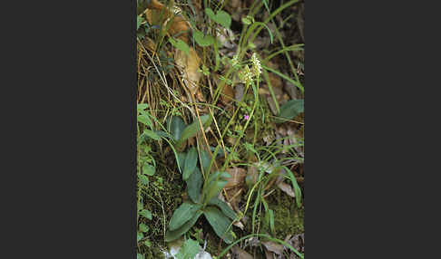 Gefleckte Waldwurz (Neottinea maculata)