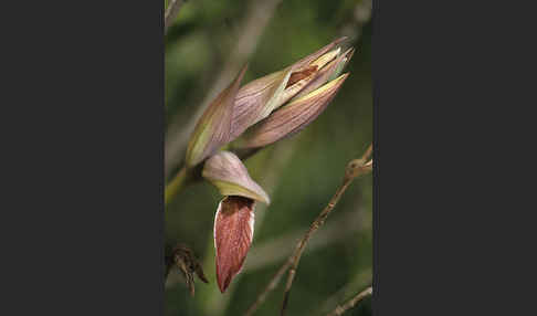 Nurra-Zungenstendel (Serapias nurrica)