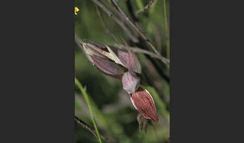 Nurra-Zungenstendel (Serapias nurrica)