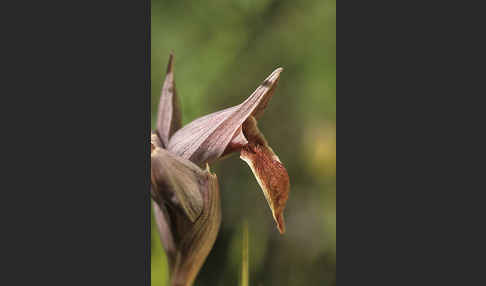 Nurra-Zungenstendel (Serapias nurrica)