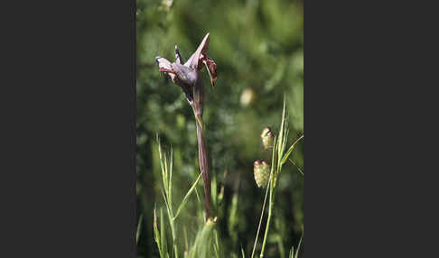 Nurra-Zungenstendel (Serapias nurrica)