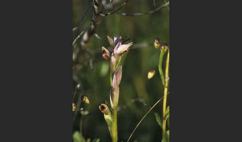 Kleinblütiger Zungenstendel (Serapias parviflora)