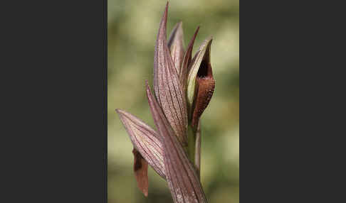 Kleinblütiger Zungenstendel (Serapias parviflora)