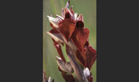 Herzförmiger Zungenstendel (Serapias cordigera)