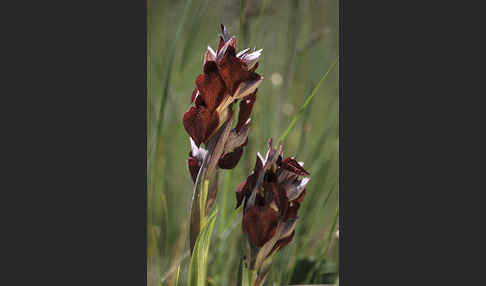 Herzförmiger Zungenstendel (Serapias cordigera)