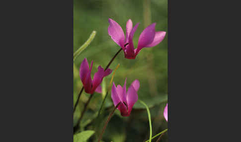 Geschweiftblättriges Alpenveilchen (Cyclamen repandum)