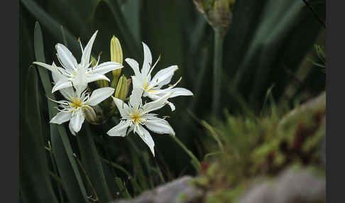 Illyrische Trichternarzisse (Pancratium illyricum)