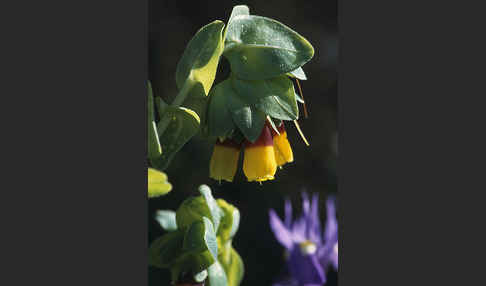 Große Wachsblume (Cerinthe major)