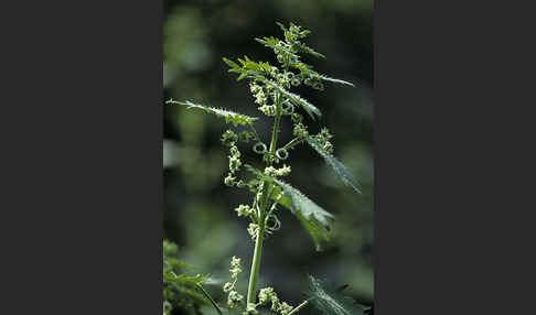 Pillen-Brennnessel (Urtica pilulifera)