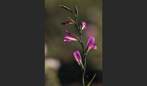 Saat Siegwurz (Gladiolus italicus)