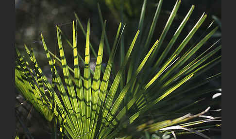 Zwergpalme (Chamaerops humilis)