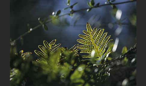 Gemeiner Tüpfelfarn (Polypodium vulgare)