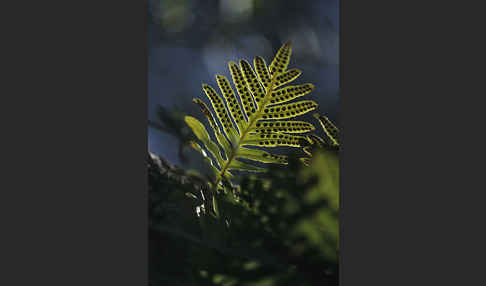 Gemeiner Tüpfelfarn (Polypodium vulgare)