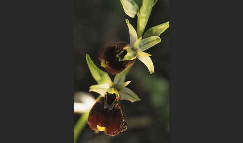 Chestermans Ragwurz (Ophrys chestermanii)