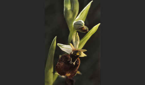 Chestermans Ragwurz (Ophrys chestermanii)