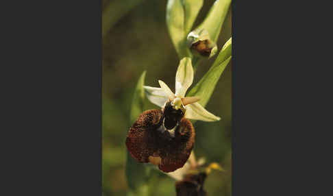 Chestermans Ragwurz (Ophrys chestermanii)