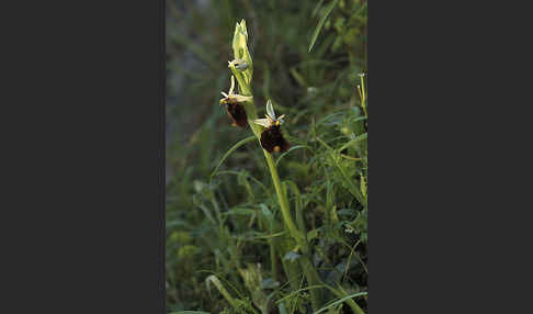 Chestermans Ragwurz (Ophrys chestermanii)