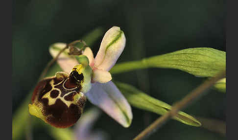 Kleinblütige Hummel-Ragwurz (Ophrys holosericea ssp. elatior)