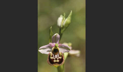 Kleinblütige Hummel-Ragwurz (Ophrys holosericea ssp. elatior)