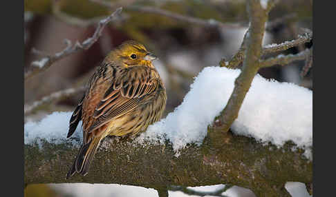 Goldammer (Emberiza citrinella)