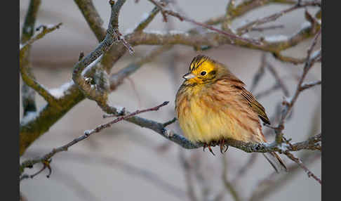 Goldammer (Emberiza citrinella)