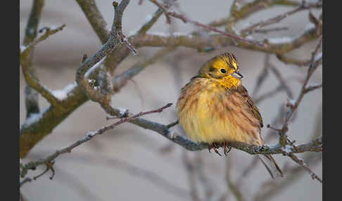 Goldammer (Emberiza citrinella)