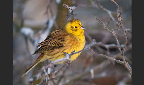 Goldammer (Emberiza citrinella)