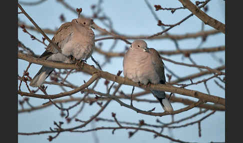 Türkentaube (Streptopelia decaocto)