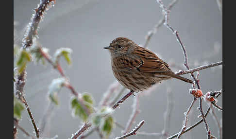 Heckenbraunelle (Prunella modularis)