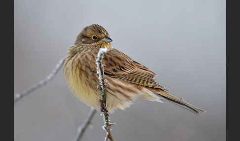 Goldammer (Emberiza citrinella)