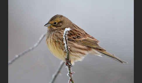 Goldammer (Emberiza citrinella)