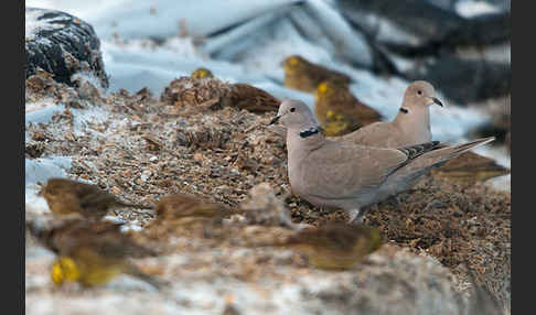 Türkentaube (Streptopelia decaocto)