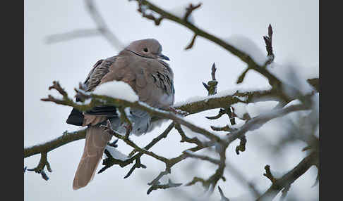 Türkentaube (Streptopelia decaocto)