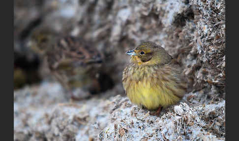 Goldammer (Emberiza citrinella)