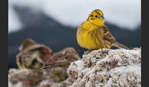 Goldammer (Emberiza citrinella)