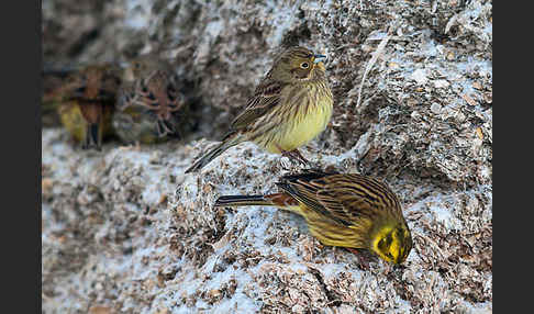 Goldammer (Emberiza citrinella)