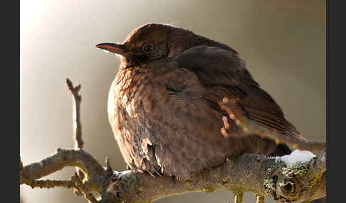 Amsel (Turdus merula)