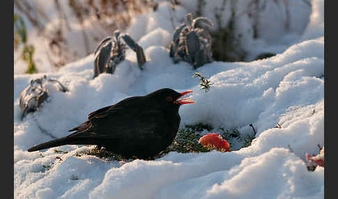 Amsel (Turdus merula)