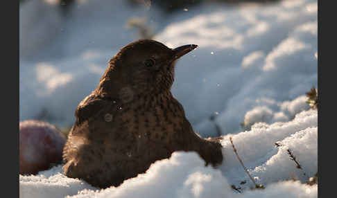 Amsel (Turdus merula)